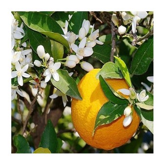 fleurs-d-oranger-ou-neroli