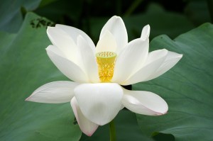 Lotus-Flower