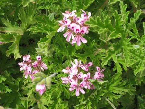 Geranium Bourbon geranium bourbon