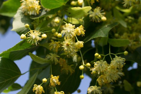 linden blossom