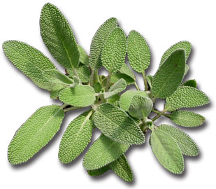 sage-herb