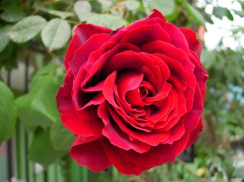 turkish rose 1