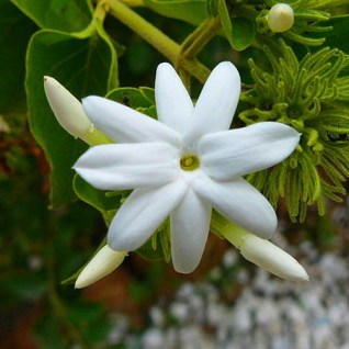 jasmine-sambac