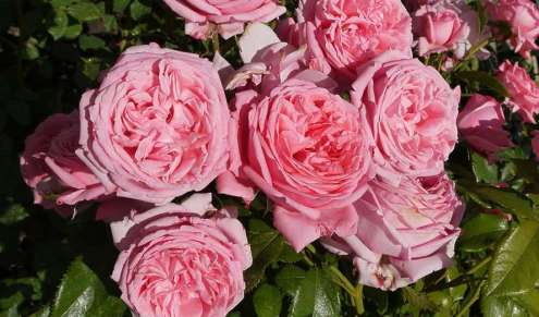 rose_pink_grasse_provence