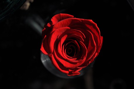 Scarlet_rose
