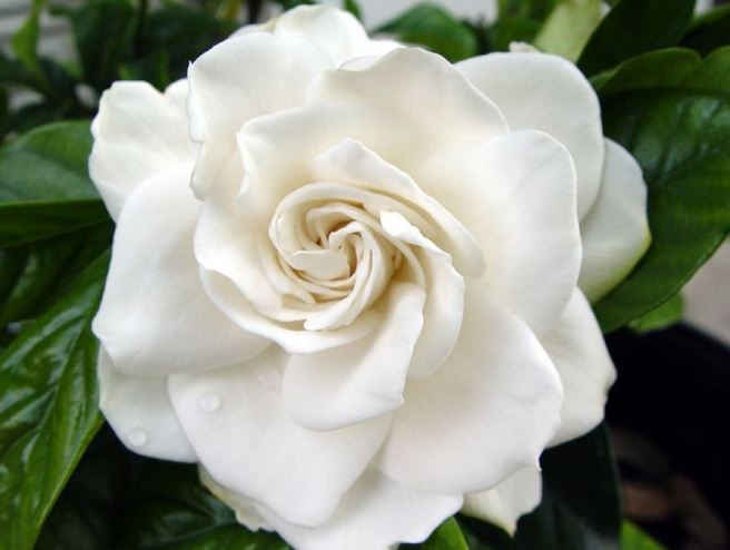 Gardenia