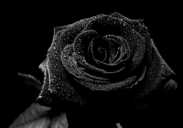 black rose