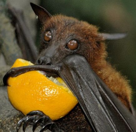 Fruit_Bat_Drinking_Orange_Juice_600