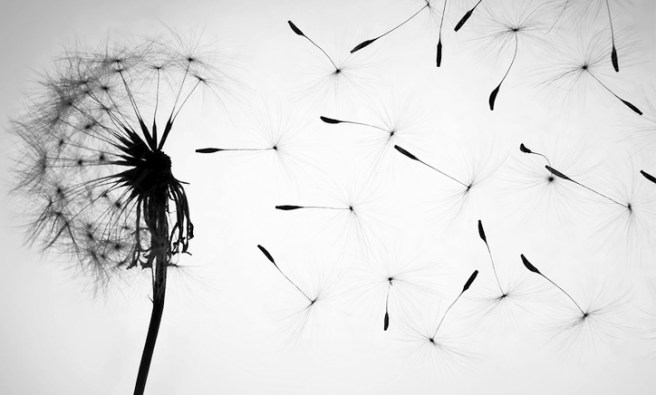 orto-parisi-seminalis