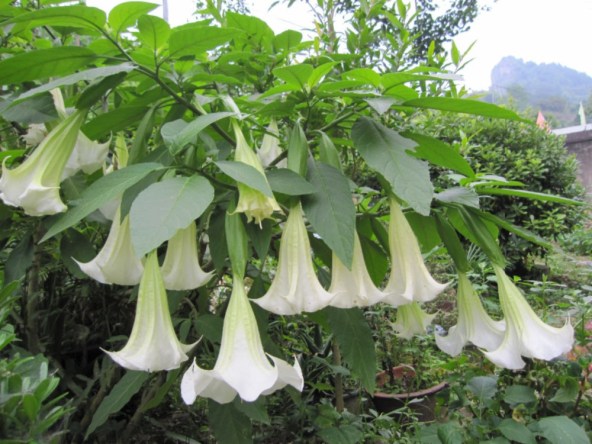 datura-flower