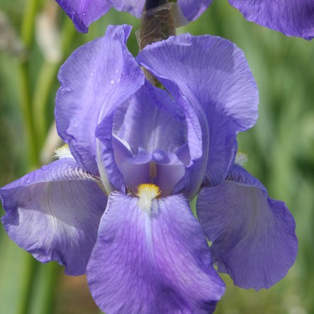 iris_pallida_2290506a_1000px